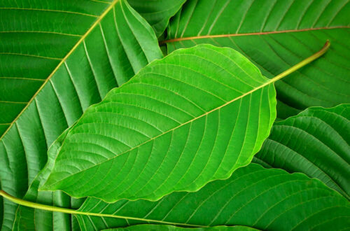 buy kratom usa