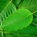 buy kratom usa