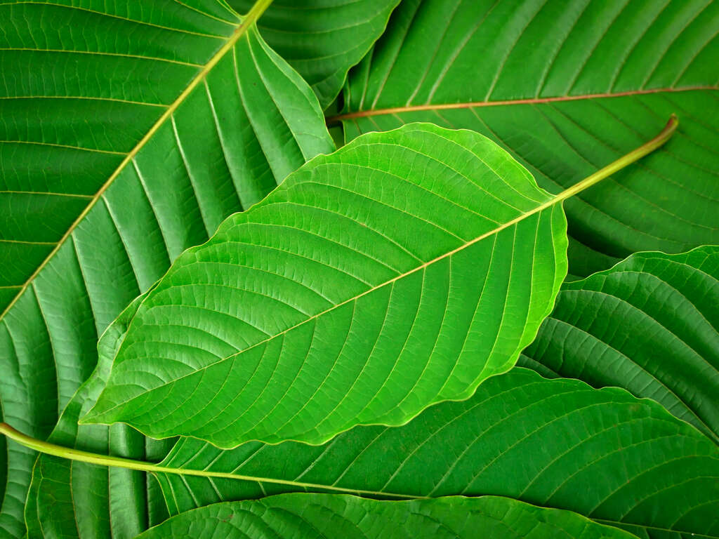 buy kratom usa